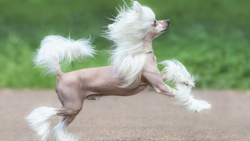 Chinese Crested Dog Information om hundrasen Purina